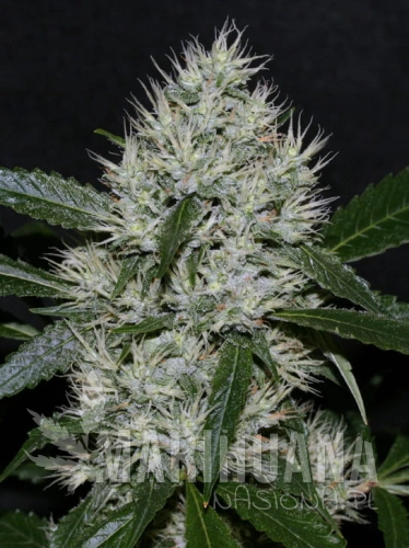og_kush.jpg