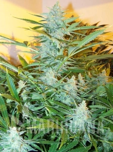 White Widow XXL Auto