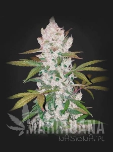 Girl Scout Cookies Auto