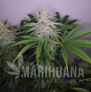 Chocolope Sundae - CANNARADO GENETICS