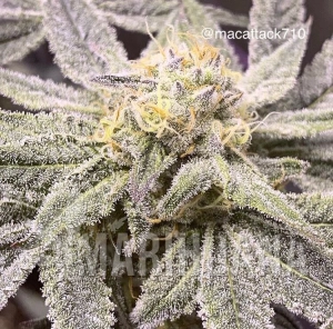 Sundae Sunset - CANNARADO GENETICS