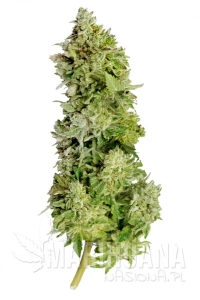 Beast Mode Auto - MEGA BUDS