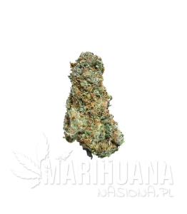 Big Bruce - MEGA BUDS