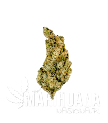 mega-buds-giant-skittlez.jpg