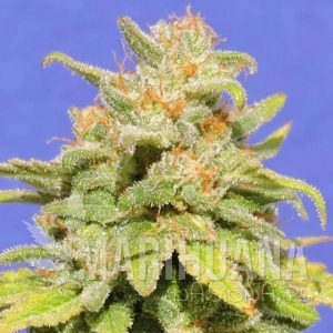 White Crystal Meth Auto - Original Sensible Seeds