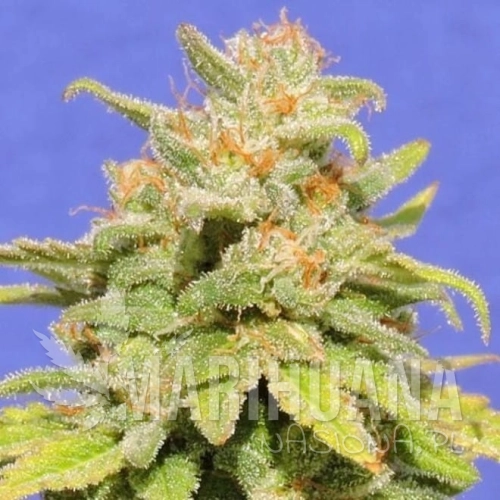 white-crystal-meth-auto-feminized.jpg