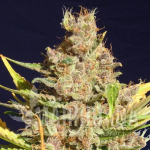 Alien Gorilla - Original Sensible Seeds