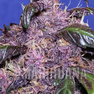 Auto Purple - Original Sensible Seeds