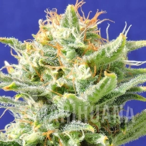 Auto Skunk - Original Sensible Seeds