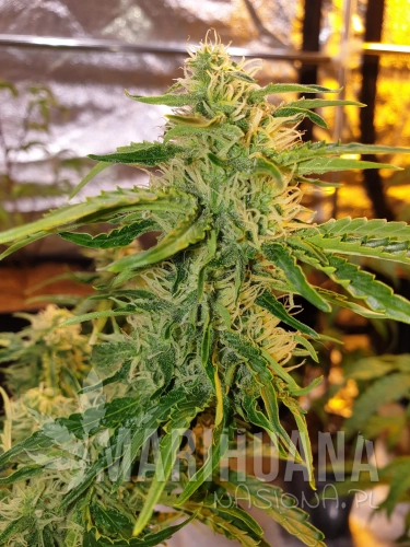 1705331_original-sensible-seeds-girl-scout-cookies-auto-grow-journal-by-ganjaman420ukoriginal-sensible-seedsgirl-scout-cookies-auto.jpg