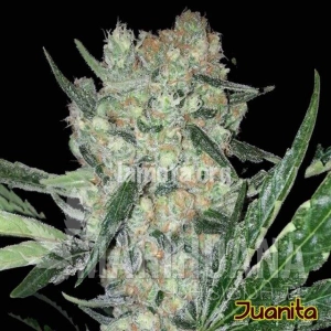 Juanita - Original Sensible Seeds