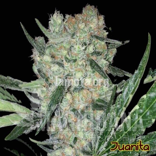 original-sensible-seeds-juanita.jpg
