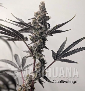 Valley Sundae - CANNARADO GENETICS