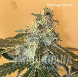 Uber - CANNARADO GENETICS