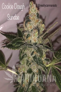 Cookie Dough Sundae -  CANNARADO GENETICS