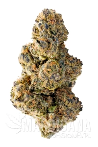 Colossal Purps - MEGA BUDS