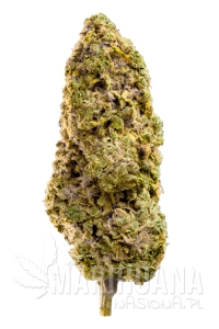 Fast Master - MEGA BUDS