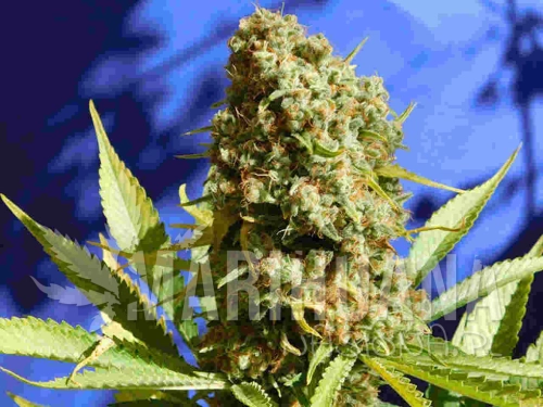 Bruce-Banner-3-Fast_Easy-Resize.com_.jpg