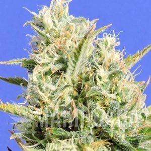 CBD Lemon AID - Original Sensible Seeds