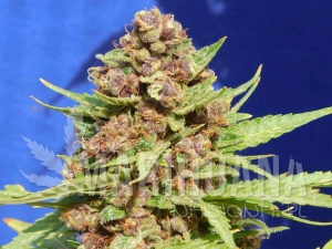 Purple Punch Cookies - Original Sensible Seeds