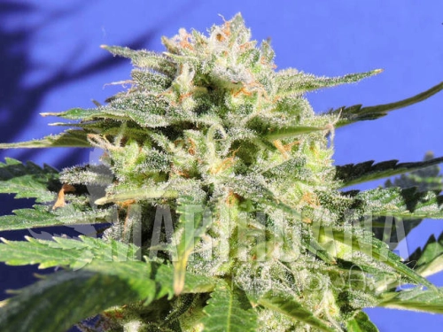 Lemonberry_Haze__5b7ea18eb5626.jpg
