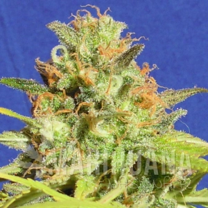 Zkittlez Auto - Original Sensible Seed