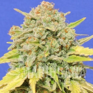 Zkittlez - Original Sensible Seeds