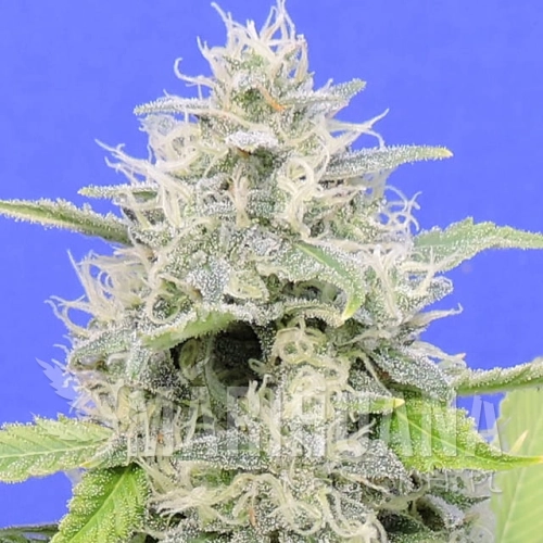 zkittzy.jpg
