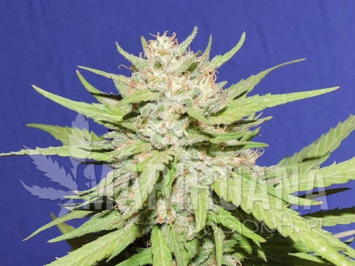 37-wedding-cake-seeds.jpg
