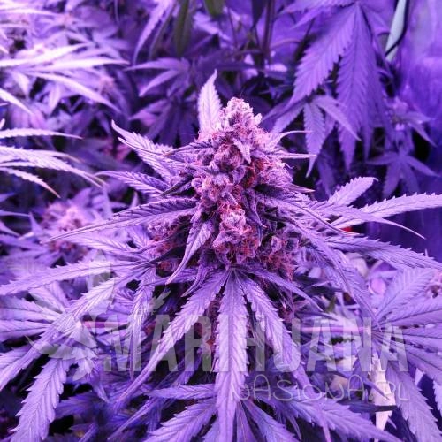 1169601_purple-haze-autooriginal-sensible-seedsauto-purple-feminized_m.jpg
