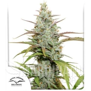 MOKUM'S TULIP - DUTCH PASSION