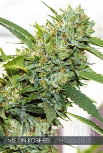 Vision Kosher - Vision Seeds