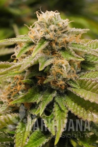GORILLA BREATH - HUMBOLDT SEED