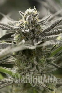 Fast Flowering OGKZ - HUMBOLDT SEED