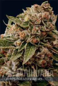 Lamb's Breath x AK 49 - Vision Seeds