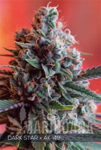 Dark Star x AK 49 - Vision Seeds