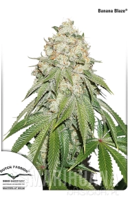 Banana Blaze - DUTCH PASSION