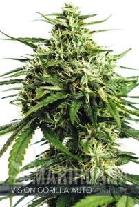 Vision Gorilla Auto - Vision Seeds