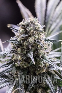Quick Dinamed CBD - DINAFEM
