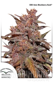 CBD Auto Blackberry Kush - DUTCH PASSION