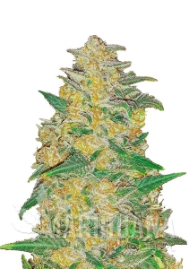 Original Auto AK - FASTBUDS