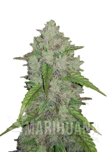 Original Auto Amnesia Haze - FASTBUDS