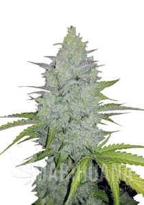 Original Auto Cheese - FASTBUDS