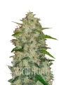 fst0047.jpg