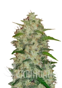 Original Auto Chemdawg - FASTBUDS