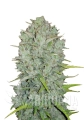 fst0059.jpg