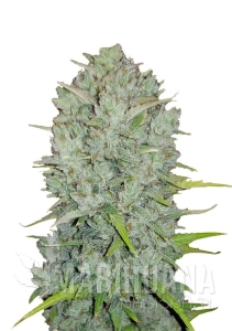 Original Auto Northern Lights - FASTBUDS