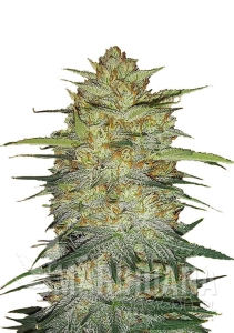 Original Auto OG Kush - FASTBUDS