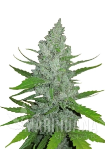 Original Auto Sour Diesel - FASTBUDS