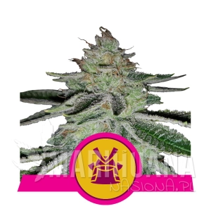 Shogun - Royal Queen Seeds